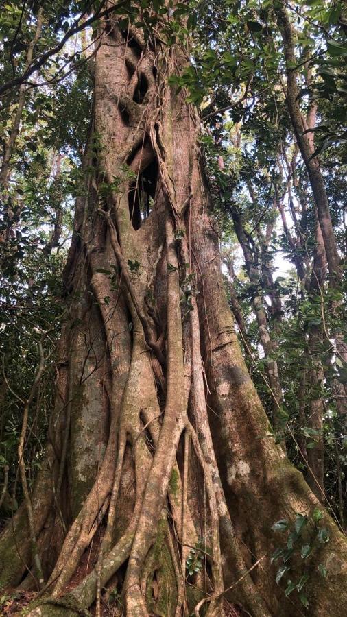 Cantos Del Bosque Monteverde Bagian luar foto