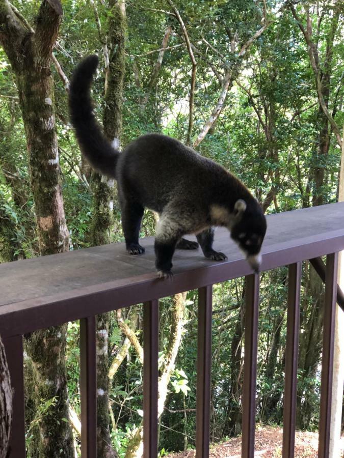 Cantos Del Bosque Monteverde Bagian luar foto